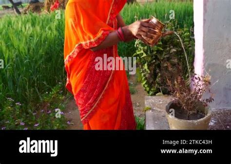 Tulsi Videos and HD Footage .